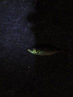 大阪南港でアジング　底でなんとかキープです