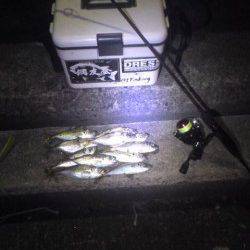 大阪南港でアジング　底でなんとかキープです