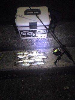 大阪南港でアジング　底でなんとかキープです