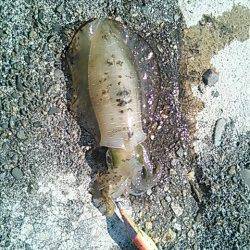 全て昼間にHIT、小浦漁港でエギング