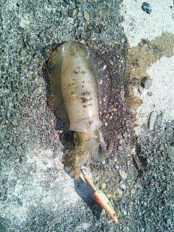 全て昼間にHIT、小浦漁港でエギング