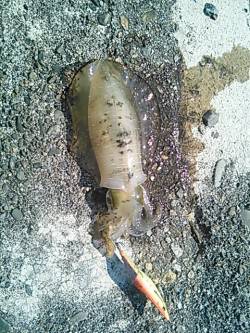 全て昼間にHIT、小浦漁港でエギング