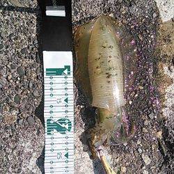 全て昼間にHIT、小浦漁港でエギング