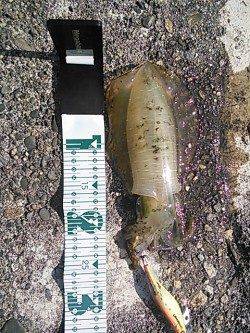 全て昼間にHIT、小浦漁港でエギング