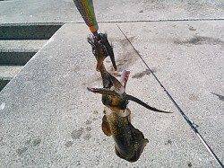 新子サイズのアオリイカ、短時間で６杯！