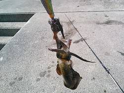 新子サイズのアオリイカ、短時間で６杯！