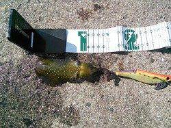 新子サイズのアオリイカ、短時間で６杯！