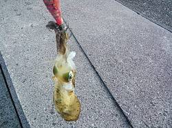 小島でエギング 100g位のアオリイカが8…