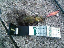 小島でエギング 100g位のアオリイカが8杯！　