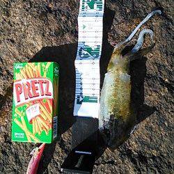 濱ノ瀬漁港でエギング　新子サイズのアオリイカ