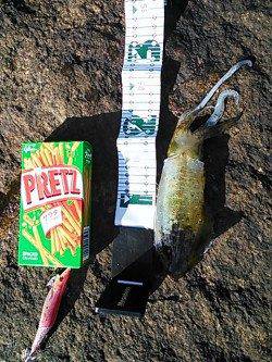 濱ノ瀬漁港でエギング　新子サイズのアオリイカ