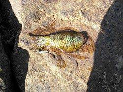 比井漁港でエギング　風裏を探して3バイ