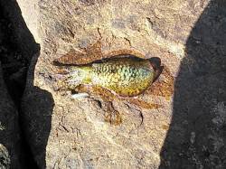 比井漁港でエギング　風裏を探して3バイ