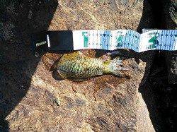 比井漁港でエギング　風裏を探して3バイ