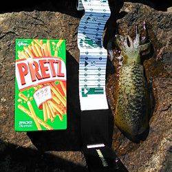 産湯漁港でのデイエギングでアオリイカ