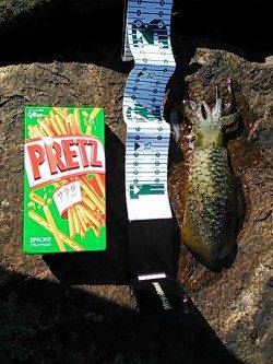 産湯漁港でのデイエギングでアオリイカ