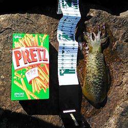 産湯漁港でのデイエギングでアオリイカ