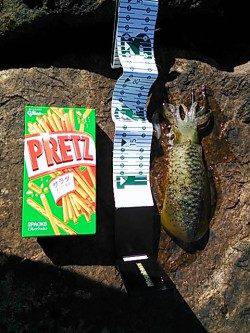 産湯漁港でのデイエギングでアオリイカ