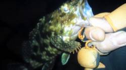 芦屋浜でアジング　ガシラ・アジの釣果