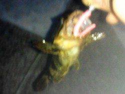 芦屋浜でアジング アジ・ガシラの釣果