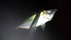 芦屋浜でアジング アジ・ガシラの釣果