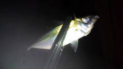 芦屋浜でアジング　アジ・ガシラの釣果