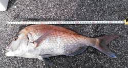 下浜港でフカセ、潮よく動いてマダイ・グレ・…