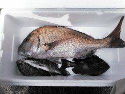 下浜港でフカセ、潮よく動いてマダイ・グレ・チヌをキャッチ