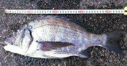 下浜港　フカセ釣りでチヌ33・45cm2枚　朝一番にヒット