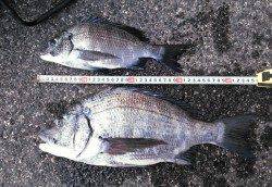 下浜港　フカセ釣りでチヌ33・45cm2枚　朝一番にヒット