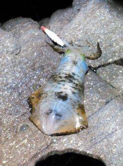 柴山港、仕事終わりから4時間エギング