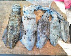 柴山港、仕事終わりから4時間エギング