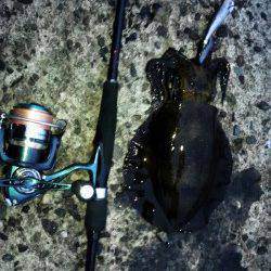 深日漁港　深夜からのロングエギングで朝マズメにアオリイカがヒット