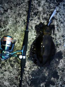 深日漁港　深夜からのロングエギングで朝マズ…