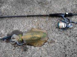 淡輪ヨットハーバー　浅場狙いのエギングでアオリイカ狙い