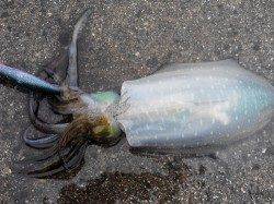 淡輪ヨットハーバー　浅場狙いのエギングでアオリイカ狙い