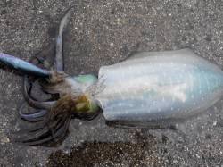 淡輪ヨットハーバー　浅場狙いのエギングでア…