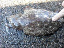 期待をこめて串本へエギング釣行！