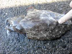 期待をこめて串本へエギング釣行！