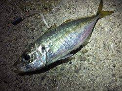 アジングに癒しを求めるも・・・