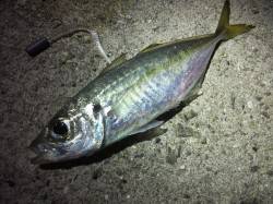 アジングに癒しを求めるも・・・