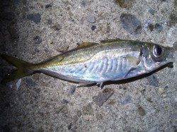 アジングに癒しを求めるも・・・