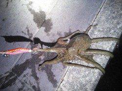 明石港でのエギング、釣果は良型タコでした