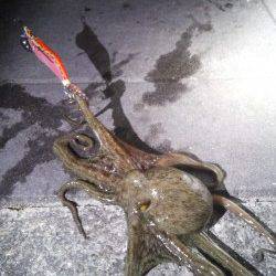 明石港でのエギング、釣果は良型タコでした