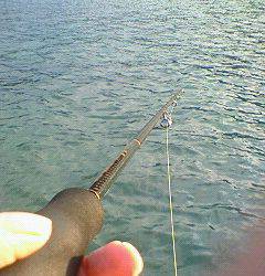 サイトで頂きました！ 竹野のエギング釣果