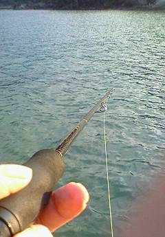 サイトで頂きました！ 竹野のエギング釣果