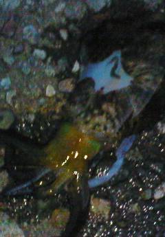 サイトで頂きました！ 竹野のエギング釣果