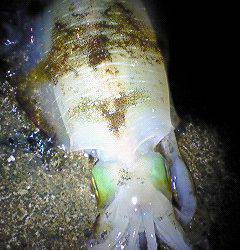 竹野でエギング、20㎝オーバーのアオリイカ