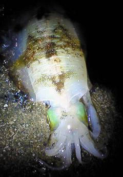 竹野でエギング、20㎝オーバーのアオリイカ…