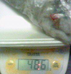 竹野でエギング、20㎝オーバーのアオリイカ